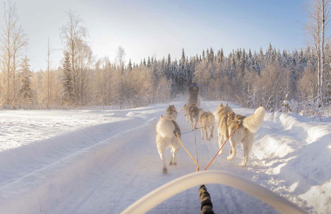 Husky Sleigh Ride - Photo 1