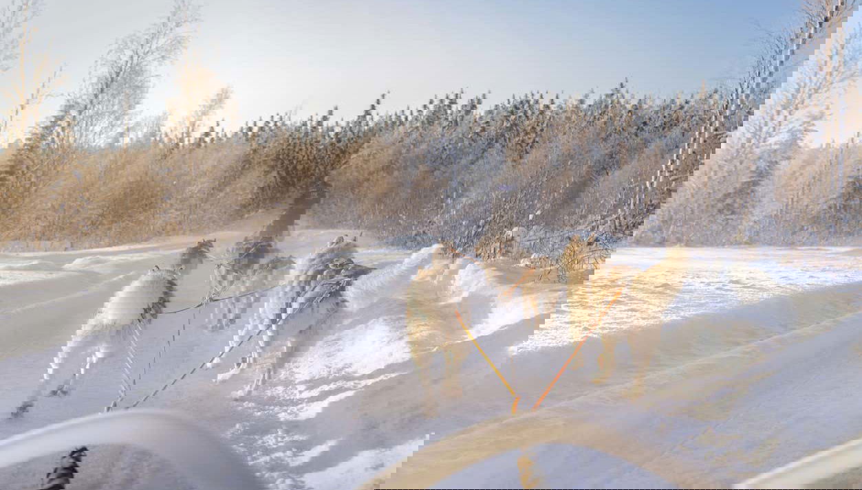 Paseo en trineo de perros husky por Rovaniemi - Foto 1