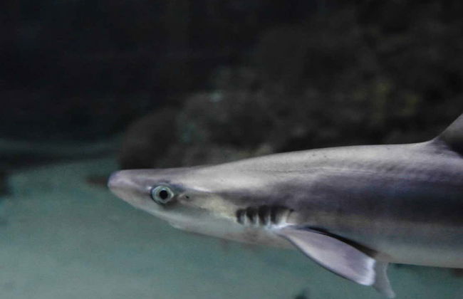 Ingresso do aquário de O Grove - Foto 3