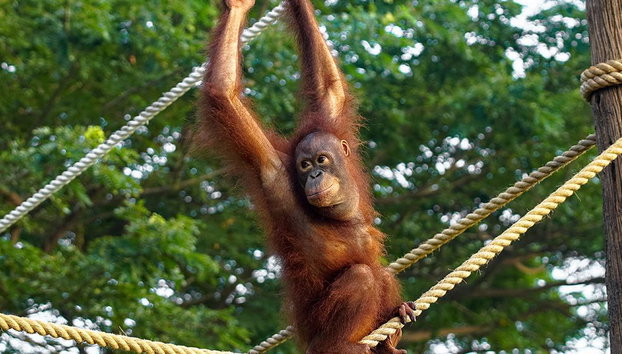 Visite au Zoo de Bali et petit-déjeuner avec les orangs-outans - Photo 5