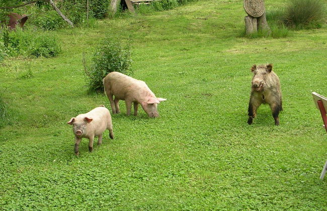 Sas Abbilas - Foto 14