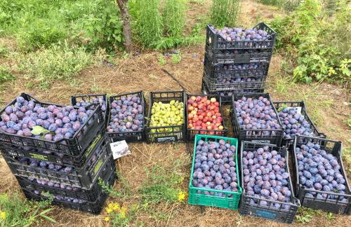 Agriturismo LaValleggia - Foto 7