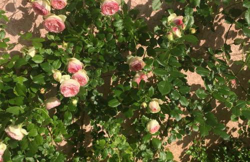 Rose Garden Studio - Foto 22