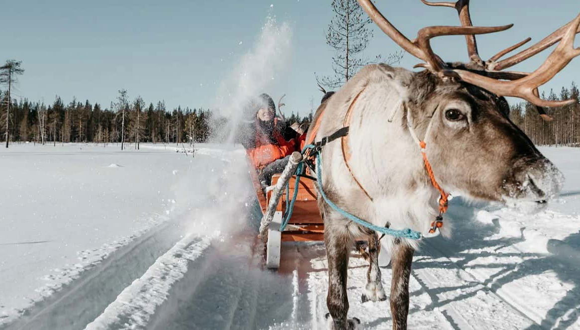 Balade en traîneau tiré par des rennes