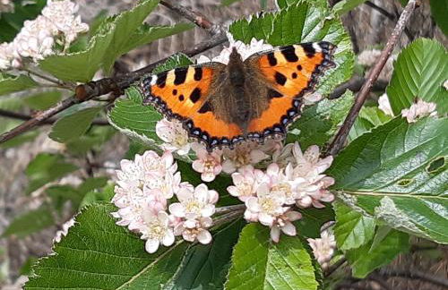 CHALET LES EPILOBES - Foto 23