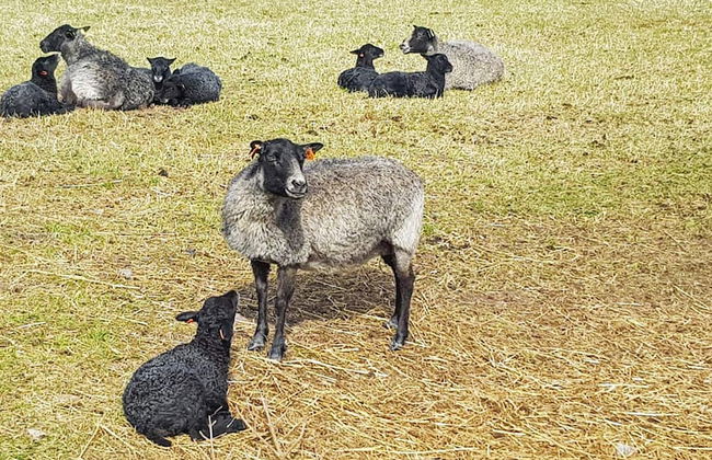 7 Person Holiday Home in Blido-by Traum - Photo 20