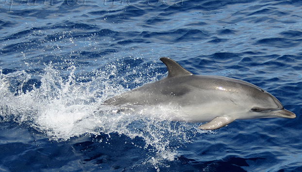 Spirit of the Sea cruise with transfer - Photo 5