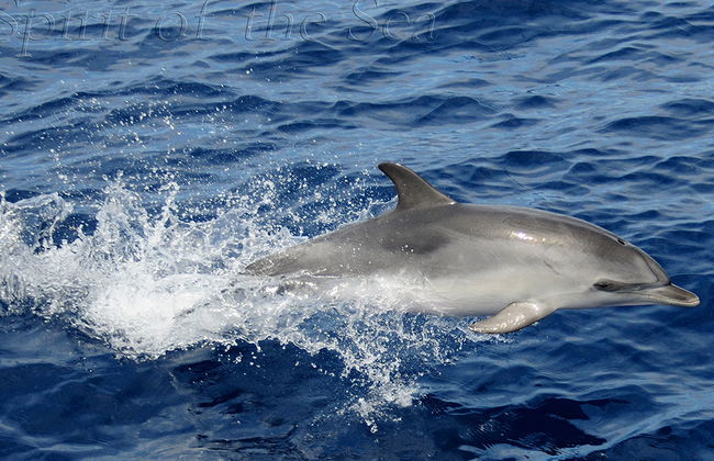 Spirit of the Sea cruise with transfer - Photo 5