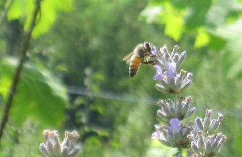 Agriturismo le Spighe - Fattoria Bertaccini - Foto 13