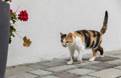 Innerkohlerhof - Photo 51