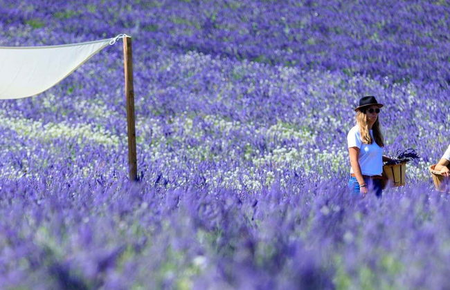 Entrance to Lavender Fields - Photo 1