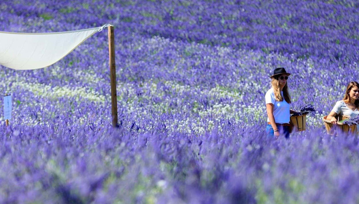 Entrance to Lavender Fields - Foto 1