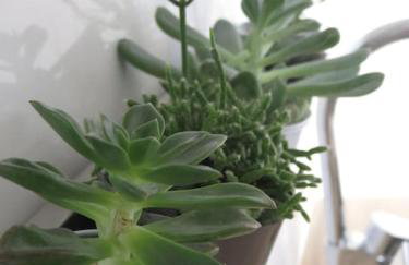 Rosebury Cottage 1 bedroom Free Street parking-5min from Colmar - Photo 27