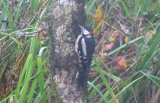 Parkland 14 is a Detached Premier 3 Bedroom Bungalow Sleeping 6 - Foto 32