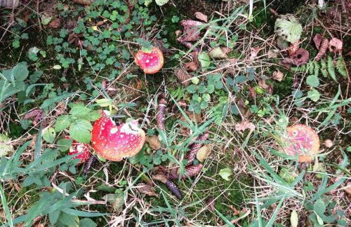 Ferienwohnung Waldblick - Foto 23
