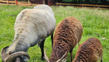 Souterrainwohnung im Grünen - Foto 2