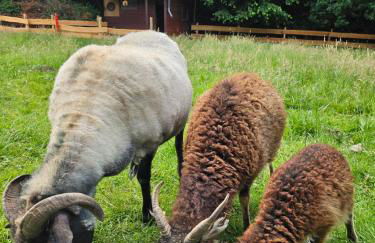 Souterrainwohnung im Grünen - Foto 2