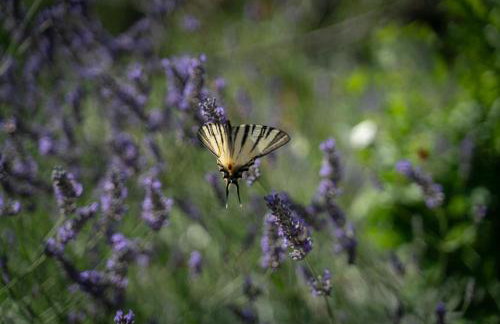 Apartments Srdanovic - Photo 37