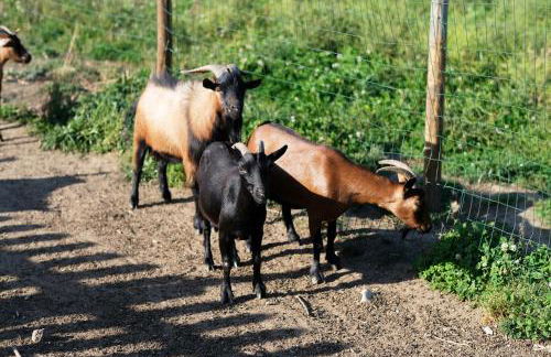 Aldeia da Quinta do Paço - Turismo rural Santo Tirso - Foto 64