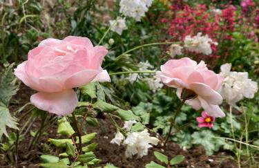 Beautiful Thatched Cottage with Piano - Foto 14