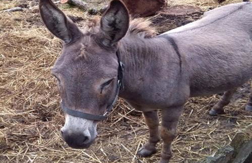 Franzenhof Markhart - Photo 38