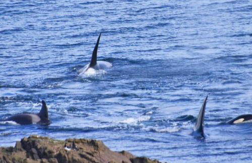 Newhall Cottage - Foto 15