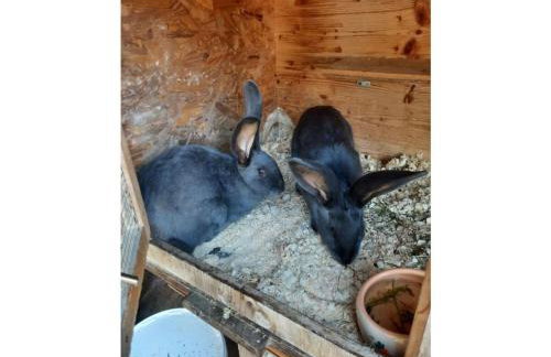 Holiday apartment at Gallus Denneberg - Foto 17