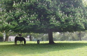 The Old Apple Shed cosy heated cottage in a meadow close to the charming village of Bethersden - Foto 21