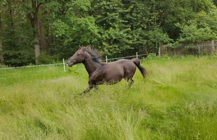 Doppelhaushälfte Ostwind vom Naturhof Usedom - Foto 48