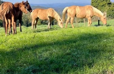 LA PRUNETINA, Mugello Serene Country Residence near Florence - Foto 25