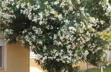 Anna's HOUSE Solarium Terrace - Foto 12