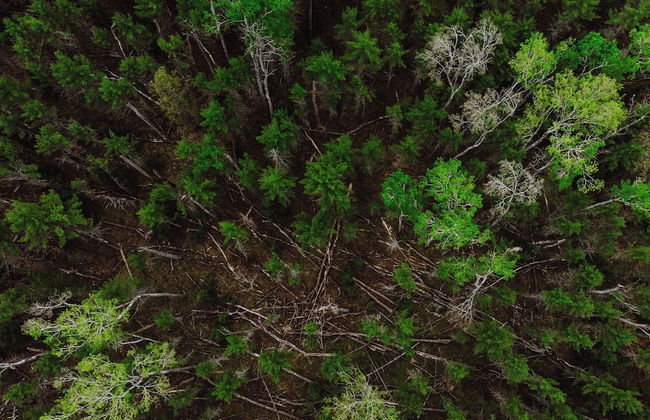 Grayling Gem Royal Stag Lodge - Foto 65