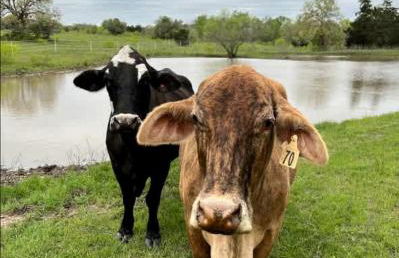 Tranquil Modern Cabin with Friendly Farm Animals & Pond Views Near Cedar Creek, Texas - Photo 21