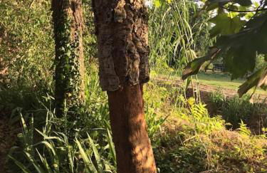 Chalet La Sequoia Orte - Foto 11