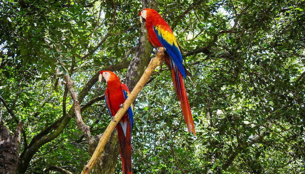 Colourful Honduran macaws