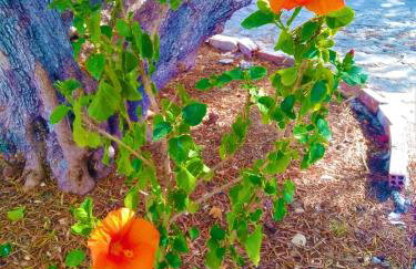 Blue Studios by Irene - Photo 25