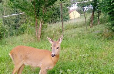 Apartament z ogrodem - Wiejska Chata - Foto 2