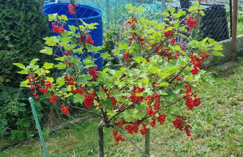 Dom Wakacyjny U BARBASI - 7 DNI W DOBREJ CENIE ! - Foto 37