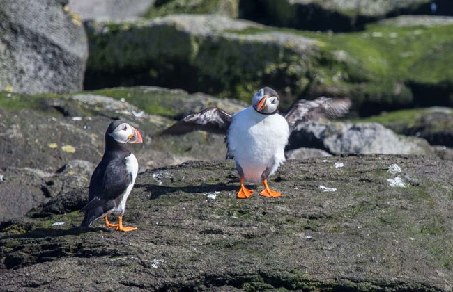 Avvistamento di pulcinelle di mare a Reykjavík - Foto 5