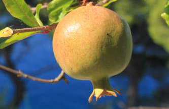 Apartments by the sea Ubli, Lastovo - 8344 - Foto 12