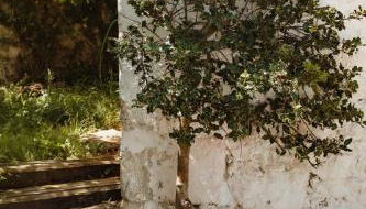 La casa de los árboles - Foto 3