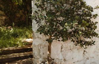 La casa de los árboles - Foto 3