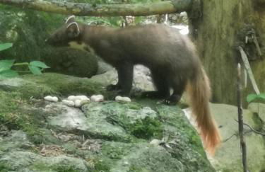 AnNo - Wohlfühlen am Bachal in Altschönau - Foto 34