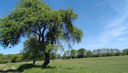 Ferienwohnung zur Pferdekoppel - Foto 5