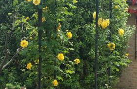 Casa Sabbatini - Foto 59