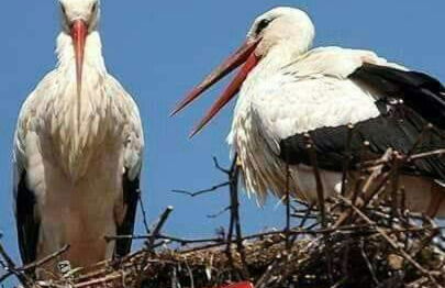La Maison des Tanneurs - Foto 30