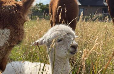 Ferienwohnung Alpakablick - inklusive Alpaka Meet & Greet an bestimmten Terminen - Foto 1