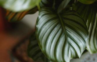 Große Wohnung mit 2 Schlafzimmer - Foto 12