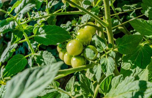 Villa Volak - Foto 63