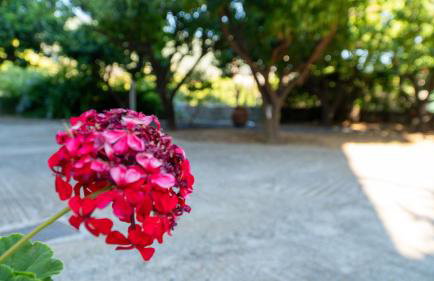 Davis Studios & Apartments - Ήλια Βόρειας Εύβοιας - 1' από τη θάλασσα - Foto 20